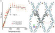 Graphs and molecular models illustrating the electronic properties of 2DPANI.