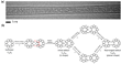 OTC-polycondensation-in-SWCNT