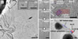 HRTEM images showing gold atoms, gold cluster and gold crystallites on graphene in standard and cross section view