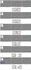 6 steps, metallofulleren fusion and nanotube breakup