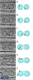 6 steps, metallofullerene-fusion