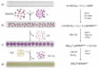 graphics showing the reaction steps of the multi-step inorganic synthesis in cnt